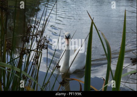 Swan on fishing lake Stock Photo