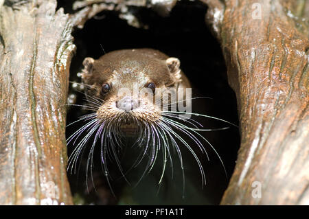 European Otter Lutra Lutra Portrait Loutre D Europe Stock Photo Alamy European Otter Lutra Lutra Portrait Loutre D Europe Stock Photo Alamy