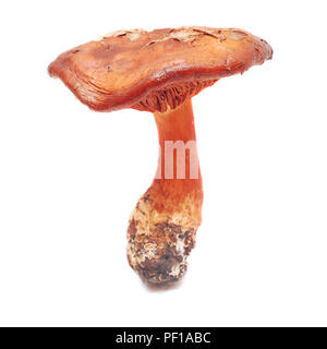 cortinarius orellanus, very toxic mushroom isolated on white Stock Photo