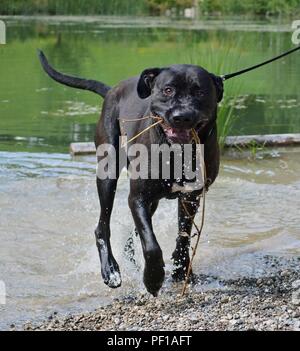 Big black dog (Cane Corso) after playing in pond Stock Photo