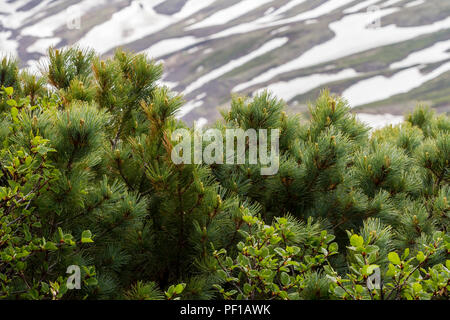 Cedar (Pinus pumila) growing near snow capped mountain. Kamchatka Peninsula, Russia Stock Photo