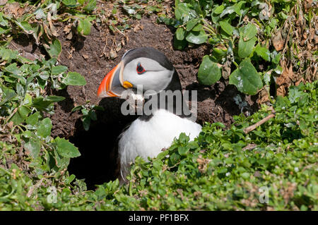 Atlantic Puffins, (Fratercula arctica) Mykines island, Faroe Islands, Denmark, Scandinavia, Europe Stock Photo