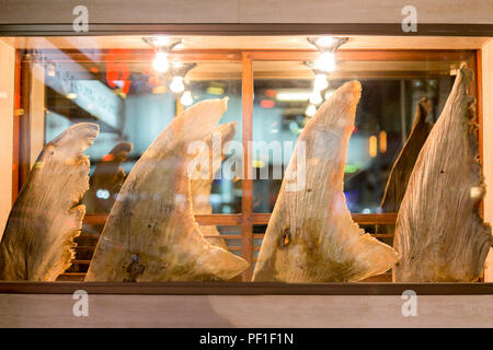 Shark fins on display in glass window  Stock Photo