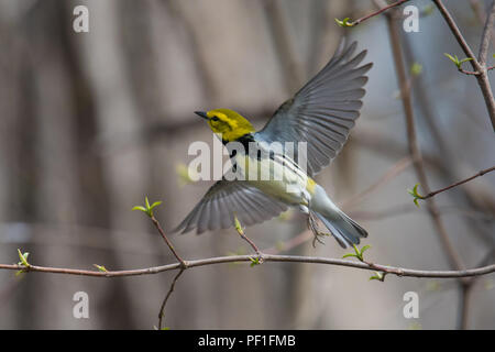 Black-throated Green Warbler takes flight with spread wings • Magee Marsh Wildlife Area, OH • 2018 Stock Photo