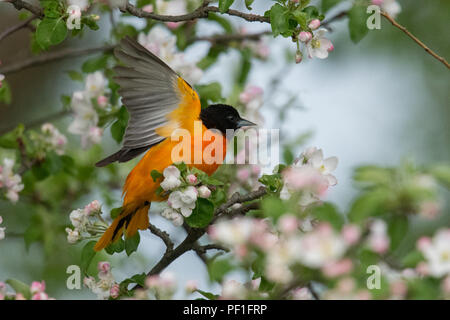 Baltimore Oriole male takes flight in blooming apple tree • my back yard, Navarino, NY • 2018 Stock Photo