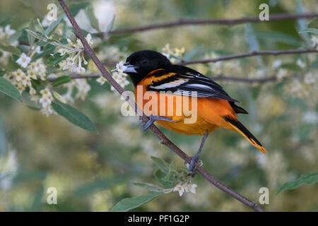 Baltimore Oriole holding blossom in beak • Magee Marsh Wildlife Area • 2018 Stock Photo