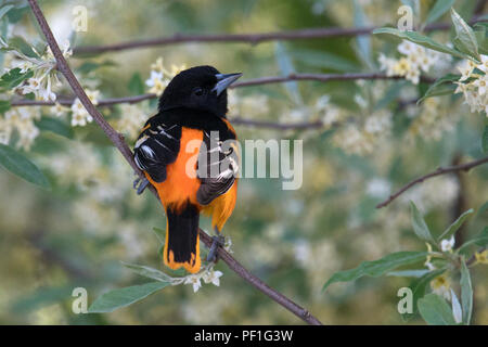 Baltimore Oriole spring male in blooming tree • Magee Marsh Wildlife Area • 2018 Stock Photo