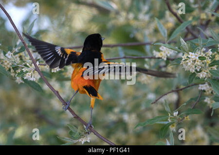 Baltimore Oriole male lifts wings to take flight in blooming tree • Magee Marsh Wildlife Area • 2018 Stock Photo