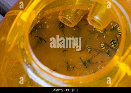 Plastic outdoor wasp trap attracting, trapping and killing wasps by drowning them in sweet liquid like beer or lemonade in summer Stock Photo