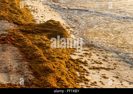 Patches of Sargassum seaweed on a Tulum beach in Mexico Stock Photo