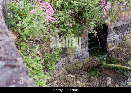 Tunnel in stone wall covered in flowers Stock Photo