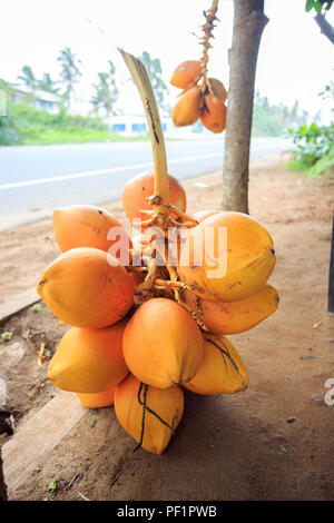 Bunch of coconuts Stock Photo
