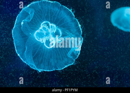 Aurelia aurita, translucent moon jellyfish swimming inside aquarium
