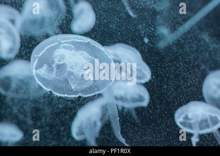 Aurelia aurita, translucent moon jellyfish swimming inside aquarium