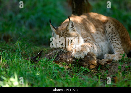 Lynx - Eating a prey - fawn od roe deer (Lynx lynx) Lynx boréal Stock ...