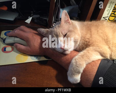 Sleeping orange tabby cat on my arm as I work Stock Photo