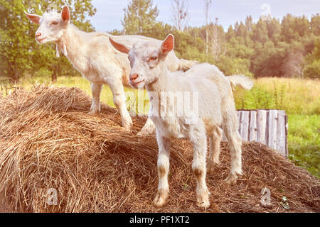 Two little white goats stand on a haystack in the countryside. Stock Photo