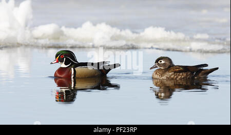 Wood duck (Aix sponsa) male and female swimming on Ottawa river in Canada Stock Photo