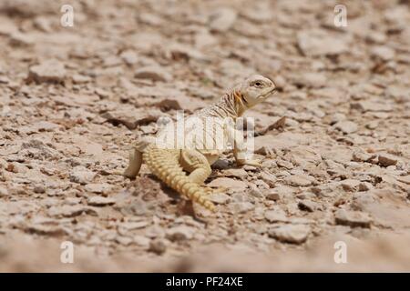 Wild Spiny tailed Agama Lizard in Qatar Desert Stock Photo