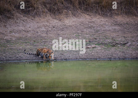 A beautiful tigress roaming around in her territory at meadows of kanha national park Stock Photo