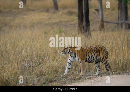 A beautiful tigress roaming around in her territory at meadows of kanha national park Stock Photo