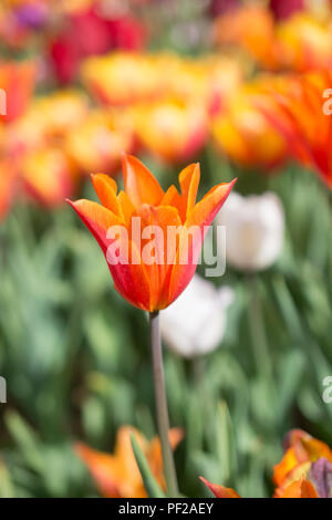 Outstanding colorful tulip flower bloom in the spring garden Stock ...