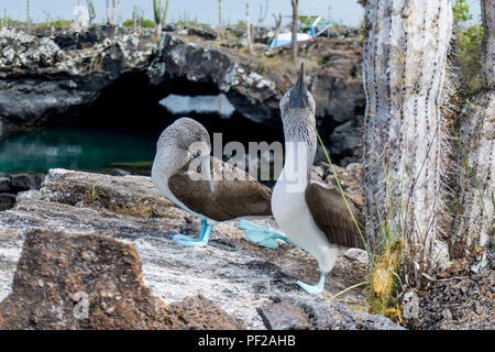Male Galapagos Blue Footed (Blue-Footed) Booby performing courtship mating dance for female. Close up shot taken near Los Tuneles on Isabela Island. Stock Photo