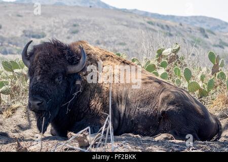 American Bison on Catalina Island Stock Photo