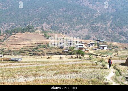 Tourists walking through the post harvest rice field heading to Chimi Lakhang or Chime Lhakhang temple, Buddhist monastery in Punakha District, Bhutan Stock Photo