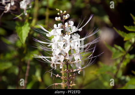 Sydney Australia, Stem of white Cat's Whiskers flowers Stock Photo