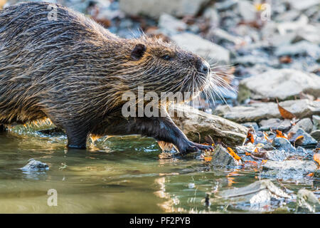 Wild coypu walking on a shore of a small pond. Probably looking for food. Great sharp shot of the wild animal. Also known as Myocastor coypus. Stock Photo