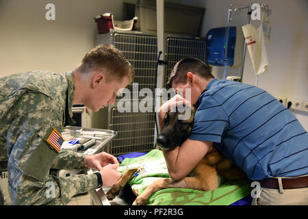 Pfc Leo V. Ford V, Veterinary Technician (left), with U.S. Army Medical Command (MEDCOM) places a catheter in Hella T262's, a Military Working Dog (MWD), right front arm to provide fluid therapy during the anesthetic event, as Spc. Hunter L. Smith (right) a MWD Handler, holds her still to prevent injury. Hella T262 is to have her incisor 302 (a front tooth on the lower jaw) removed due to possible rooth abscess. Hella's recovery was uneventful, and she is back at work, happy and healthy. (U.S. Army Photo by Visual Information Specialist Dee Crawford/Released) Stock Photo