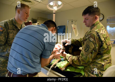 On 19 February 2016 Pfc Leo V. Ford V, Veterinary Technician (second left), teaches Spc. Hunter L. Smith, Military Working Dog Handler (MWD) (center) how to place an endotracheal tube (ETT) into MWD Hella T262's trachea as Sgt. Steven R. Mraz, Veterinary Technician (back right) assists, the Soldiers are with U.S. Army Medical Command (MEDCOM). Hella was was presented to the Wiesbaden Veterinary Treatment Facility (VTF) to extract a fractured tooth. Recovery was uneventful, and Hella T262 is back at work, happy and healthy. (U.S. Army Photo by Visual Information Specialist Dee Crawford/Released Stock Photo