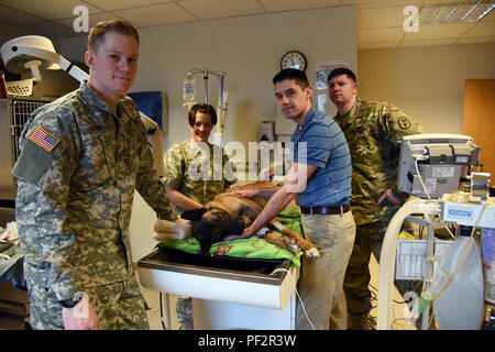 Pfc Leo V. Ford V, Veterinary Technician (center front), Cpt. Melissa A. Dugan, Veterinary Treatment Facility (VTF) Officer In Charge (OIC) (center left back), Sgt. Steven R. Mraz, Veterinary Technician (back right), and Spc. Hunter L. Smith, Military Working Dog Handler (MWD) (center)with U.S. Army Medical Command (MEDCOM) pose with MWD Hella T262  on 19 February 2016 after she was presented to the VTF to extract a fractured tooth. Recovery was uneventful, and Hella T262 is back at work, happy and healthy. (U.S. Army Photo by Visual Information Specialist Dee Crawford/Released) Stock Photo