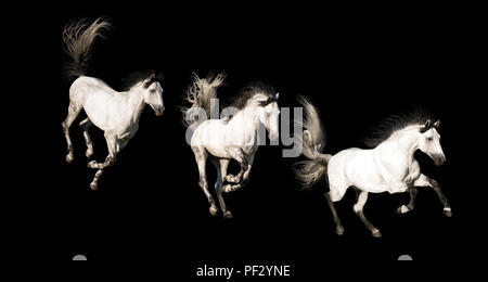 3 White Andalusian horses with black legs and mane galloping isolated on black background Stock Photo