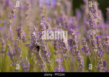 Bumblee in a field of lavender in the summer. Stock Photo