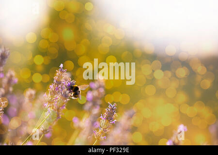 Bumblee in a field of lavender in the summer. Stock Photo