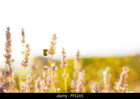 Bumblee in a field of lavender in the summer. Stock Photo