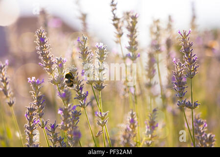 Bumblee in a field of lavender in the summer. Stock Photo