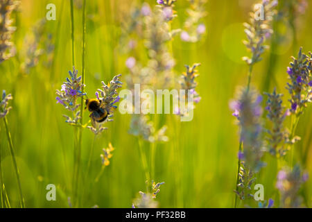 Bumblee in a field of lavender in the summer. Stock Photo