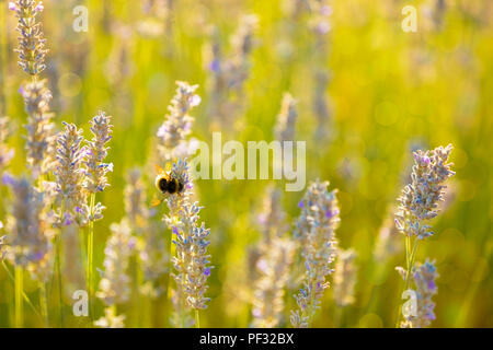 Bumblee in a field of lavender in the summer. Stock Photo