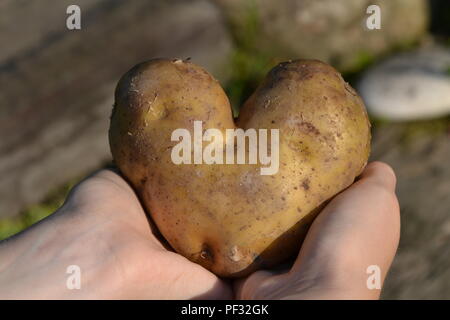 Potato in the shape of a heart in hands - on black background Stock Photo