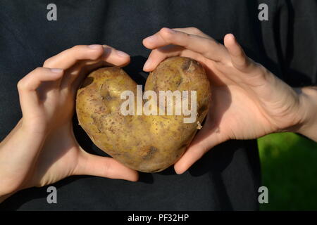 Heart-shaped potato in hands - love hidden in the earth. Two hands on a black background Stock Photo