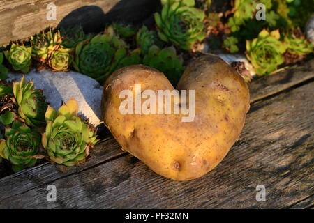 Heart-shaped potato on a wooden board next to white stone and Sempervivum Stock Photo