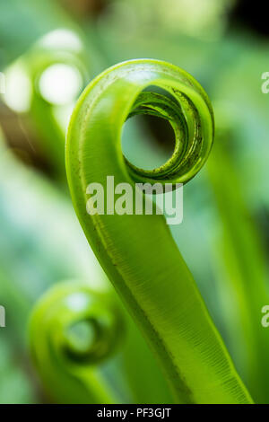 Young leaves Bird’s nest fern, Asplenium nidus tree Stock Photo