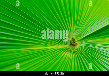 White Elephant Palm, White Backed Palm or Kerriodoxa elegans leaf green