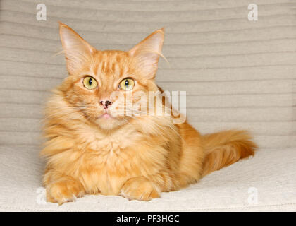 Long haired orange tabby cat laying on a textured fabric chair looking directly at viewer with wide eyes. Adorable small kitty. Copy space. Stock Photo