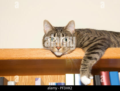 Young Tabby Cat Grey And Tan With White Paws Laying On The Top Of A Bookshelf Looking At Viewer As If Guarding Books Copy Space Stock Photo Alamy