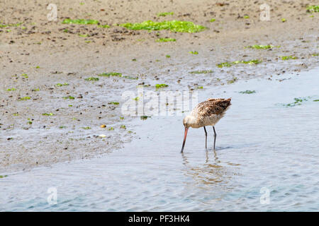 One long billed curlew foraging for food on the banks of a wetland in Northern California. Stock Photo