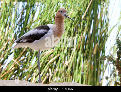 American Avocet standing on one leg resting on sandy beach with green reeds in background. Breeding plumage. Avocets spend most of their time foraging
